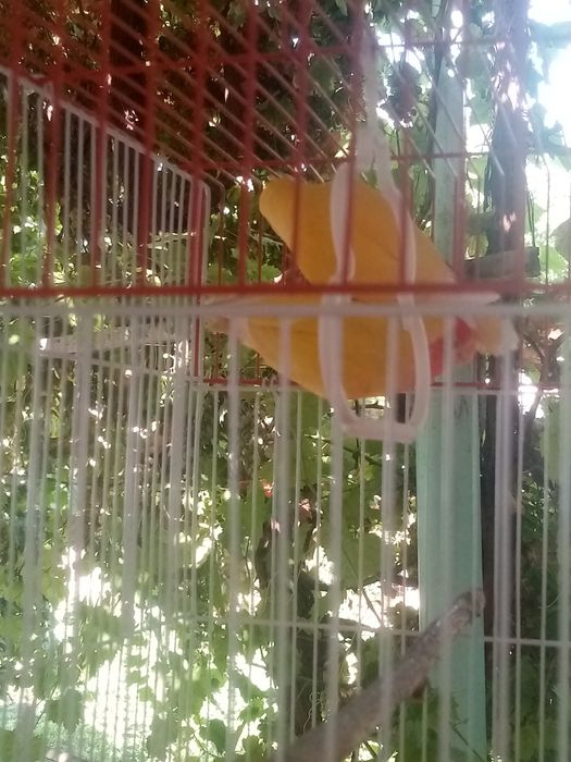 Toti qush hama yeri sog'lom lekin gapirmaydi