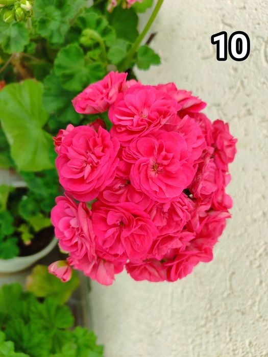 Мушкати, цветя за дома и градината.