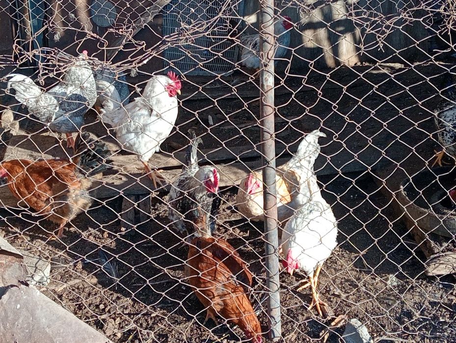 Оптом продам петушков