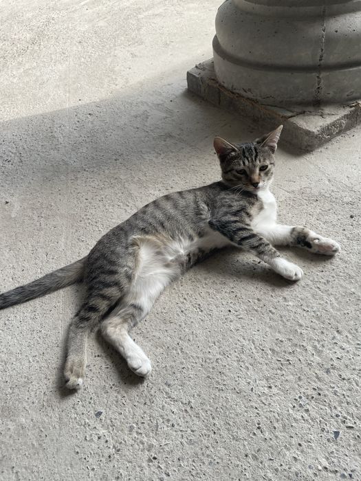 Котёнок 3–4 месяцев Отдам Бесплатно