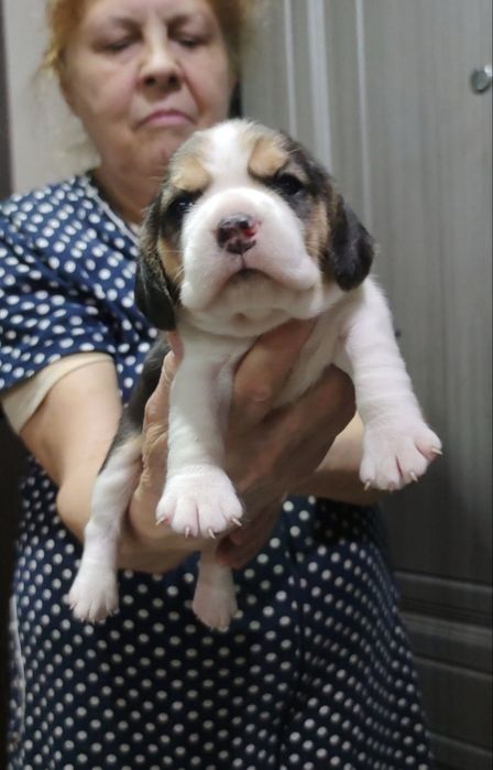 Очаровательные щенки бигля