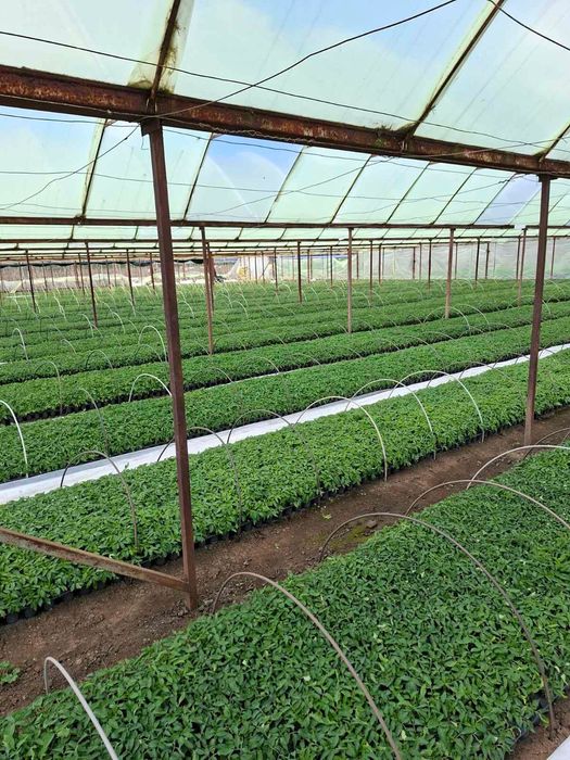 ТОП РАЗСАД НА ТОП ЦЕНА!!!