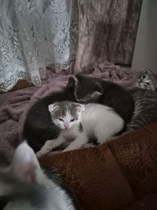 Котята ищут хозяина