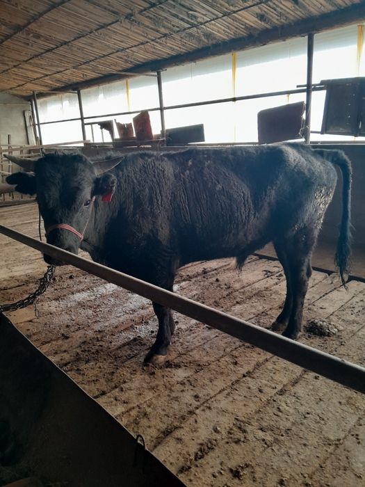 Бука сатылады саудасы бар