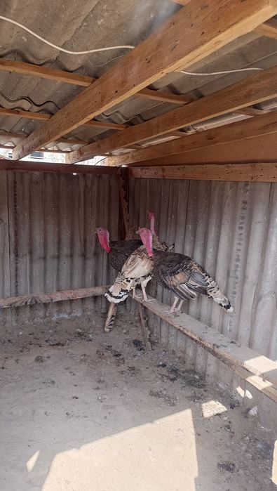 Продам Индюков 3шт