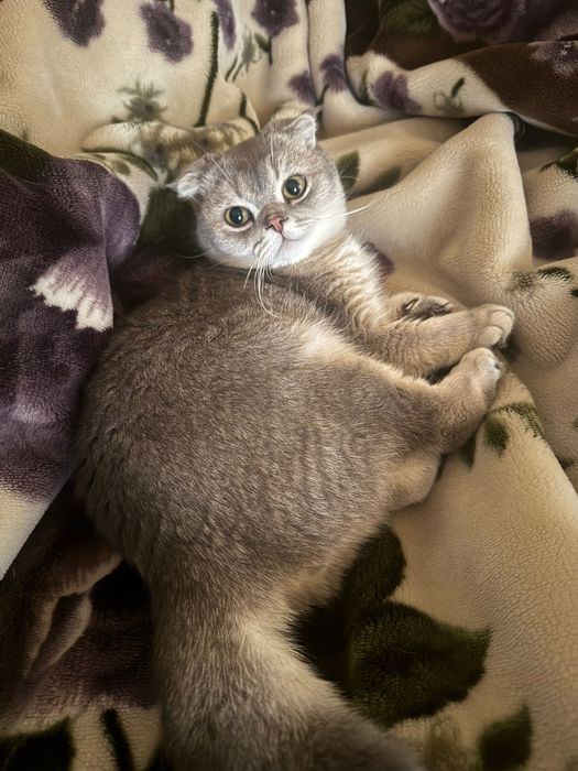 Шотландский вислоухий кот (Scottish Fold) ищет новый дом