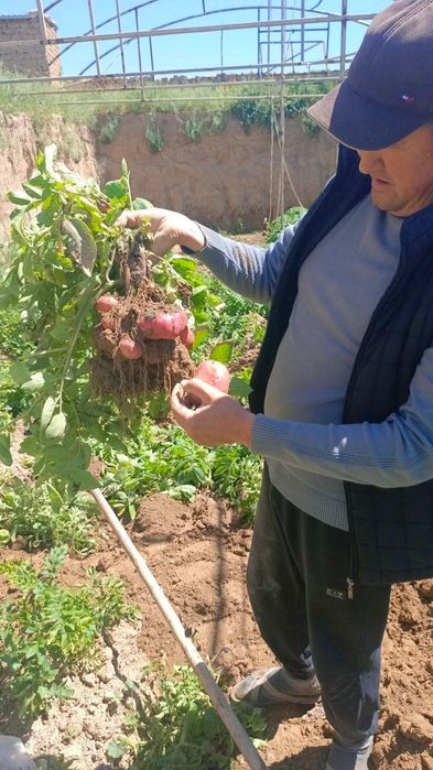 Yangi Qizil kartoshka