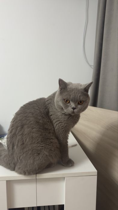 Вязка британец с родословной