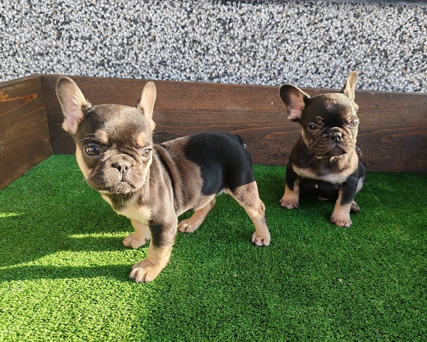 Френски   булдог