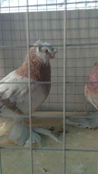 Голуби двухчубые