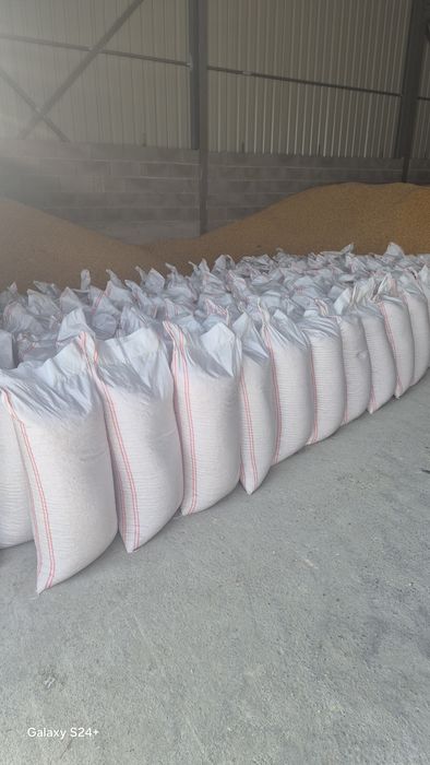 Vind porumb    recolta 2025