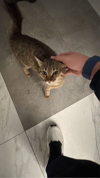 Отдам кошечку даром