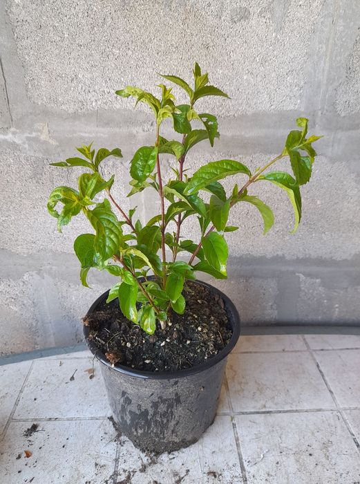 Каликарпа(Красивоплодник)