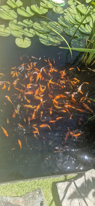 Crdpi koi de vanzare
