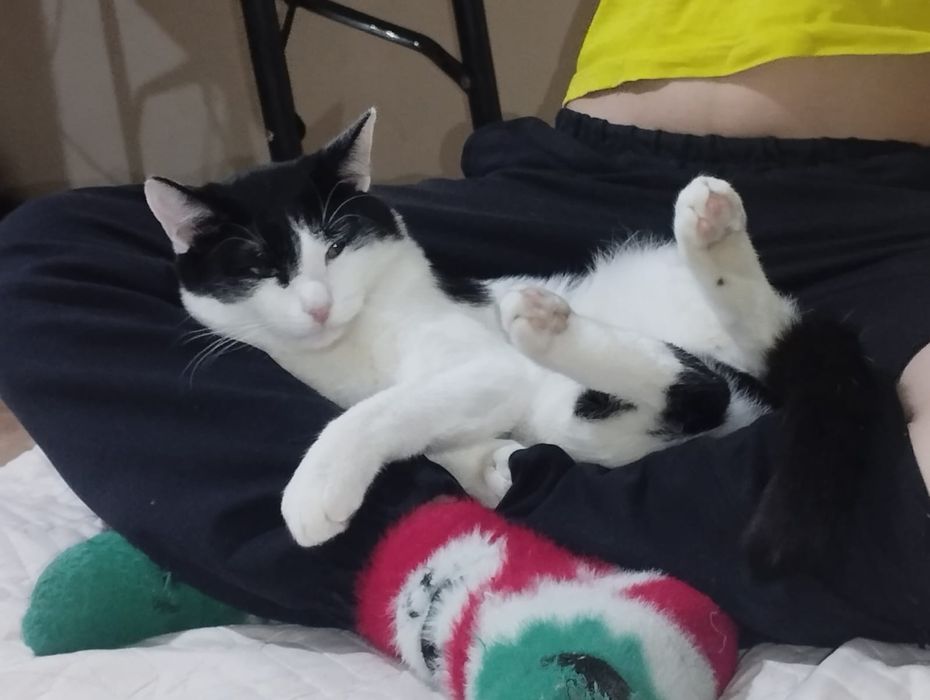 Отдам котёнка в добрые руки!