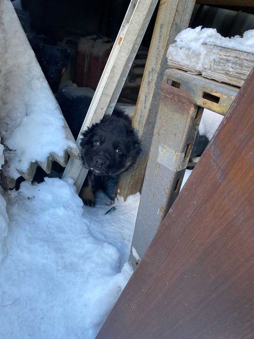 Отдадим щенков в хорошие руки.
