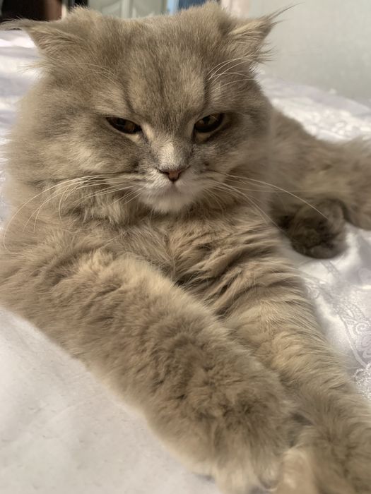 Хайленд фолд