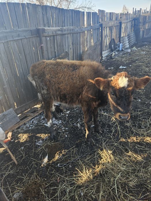 Продам телку продам