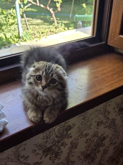 Срочно продаётся котёнок скоттиш фолд