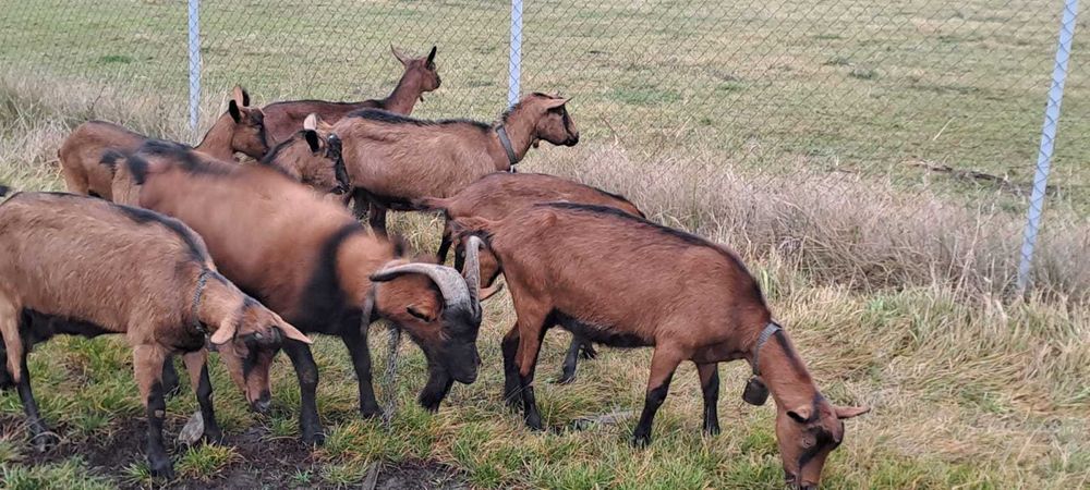 Vand capre bune de lapte