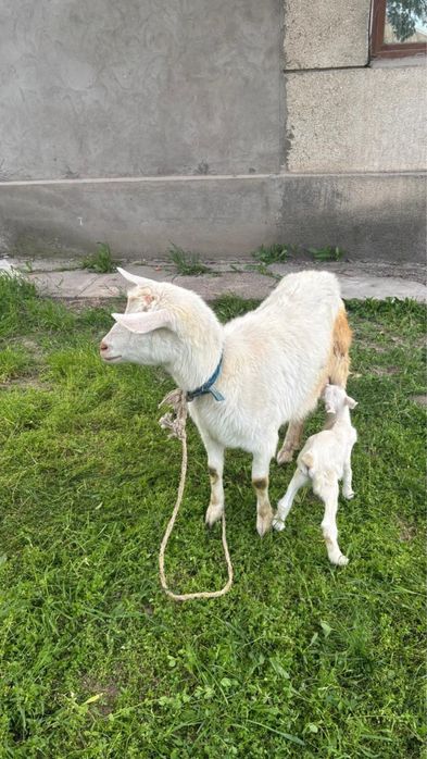 Ешкі сүтті+лағымен