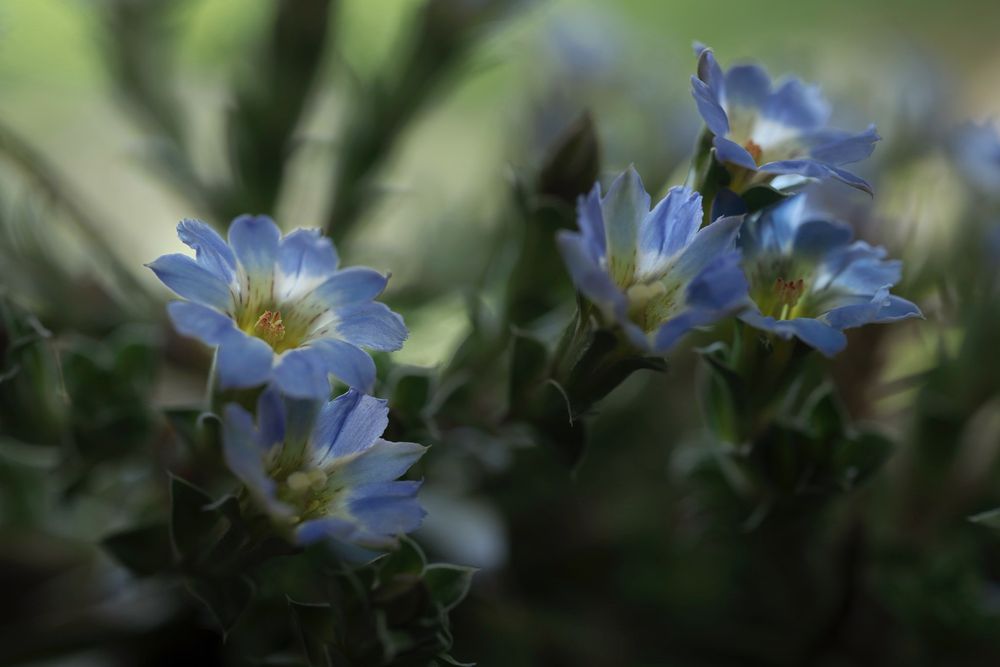 Sigma Art AF 70mm F/2.8 DG MACRO Sony E