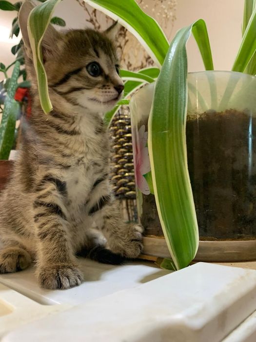 Отдам котят в добрые руки