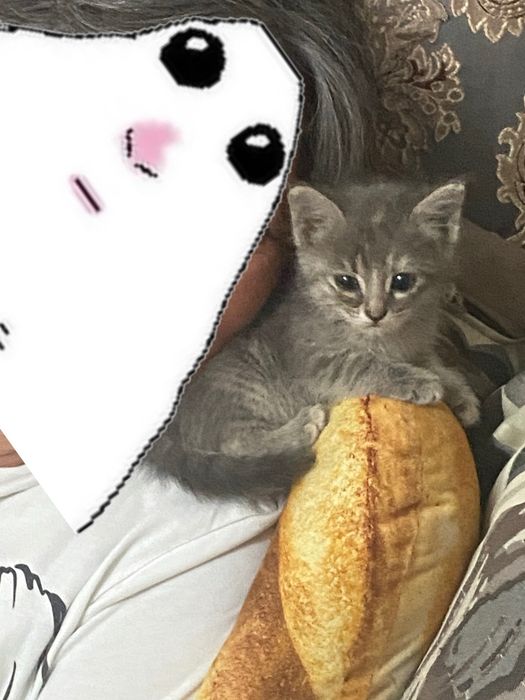 Отдаю девочку в хорошие руки