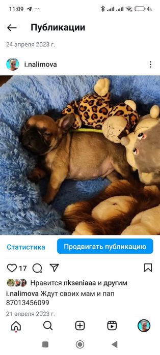 Щенки французского бульдога