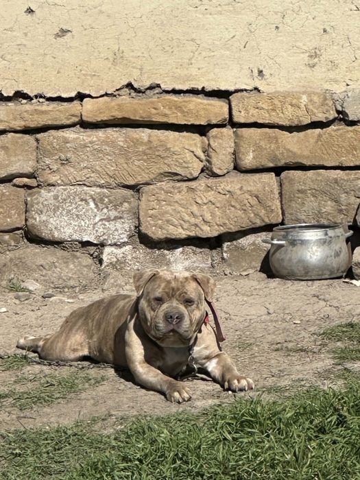 American Bully Pocket