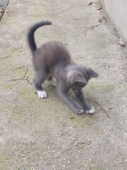 Котенок ищет дом