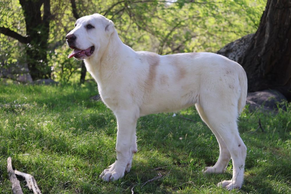 Девочка Сао Алабая 4 месяца