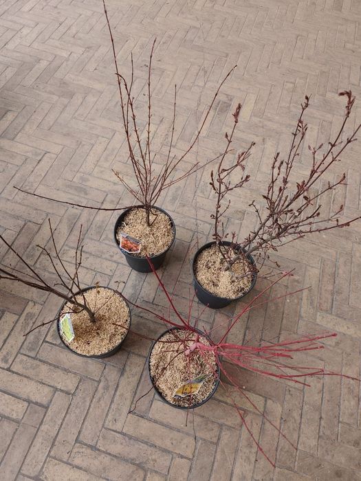 Клён -декоративно лиственный