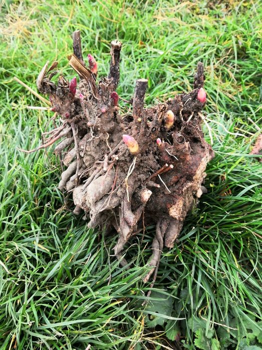 Plante perene - rezistente la îngheț