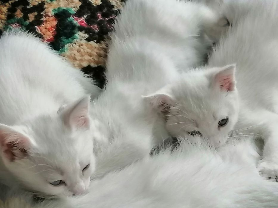 Oppoq mushukchalar sotuvda