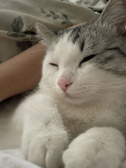 отдам кота в ДОБРЫЕ руки