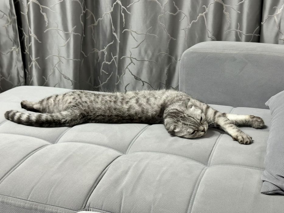 Отдам кошку в добрые руки