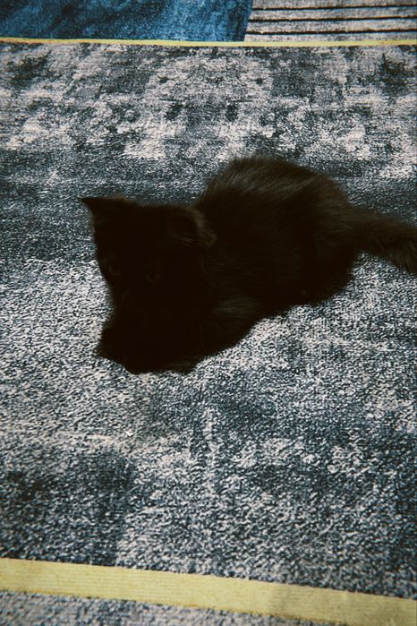 котята мальчикии