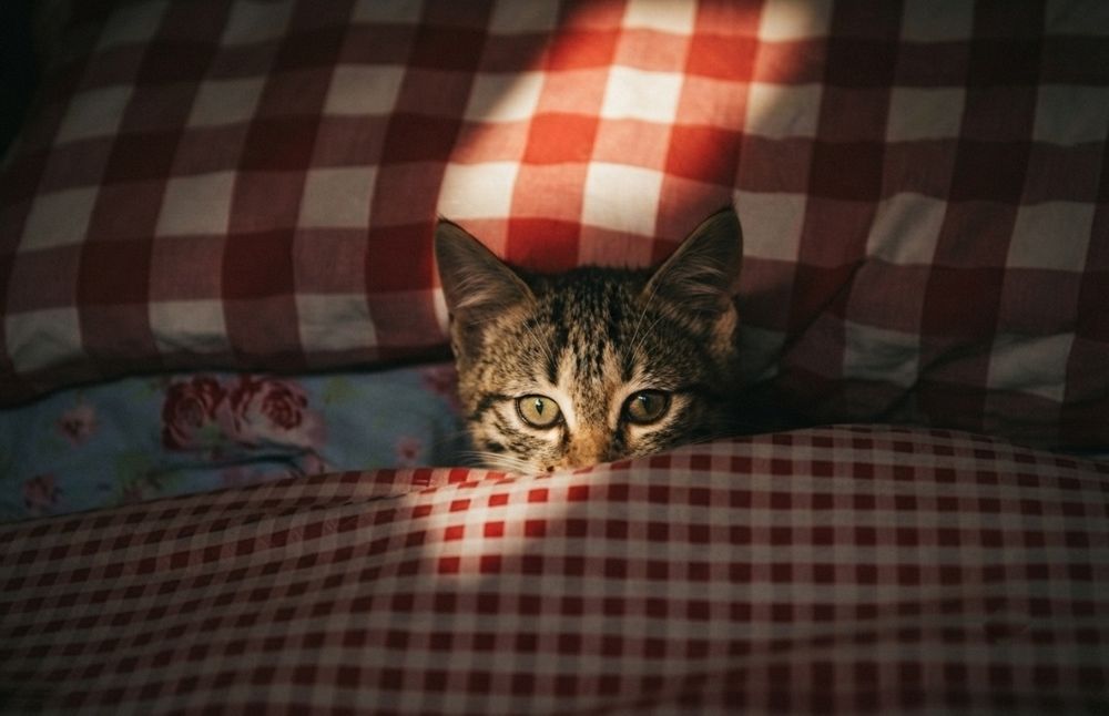 Котята мальчики в добрые руки! 3 месяца.