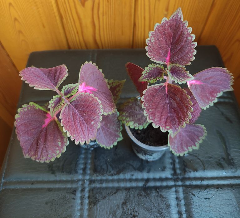 Комнатные растения