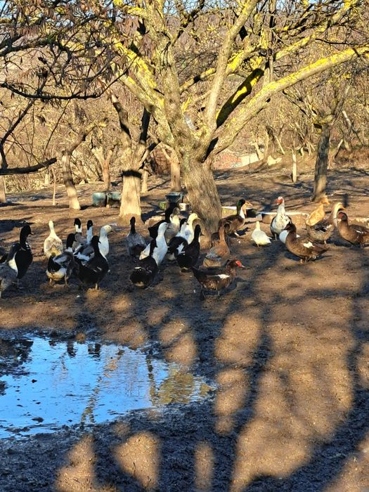 Юрдеци.патици крякащи