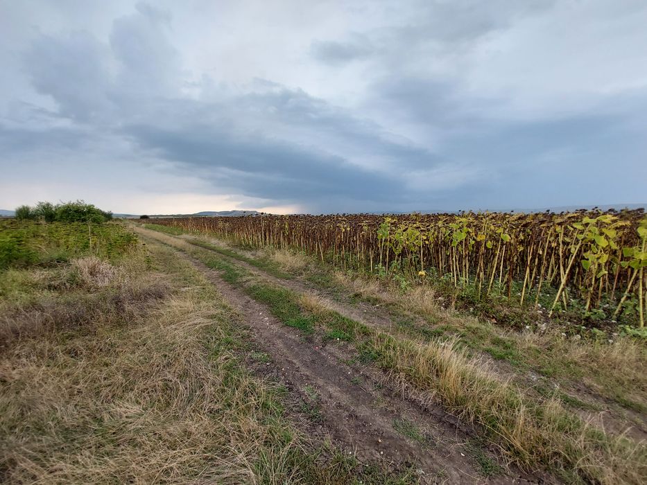 Продава земеделска земя 7 дка в с. Петърч