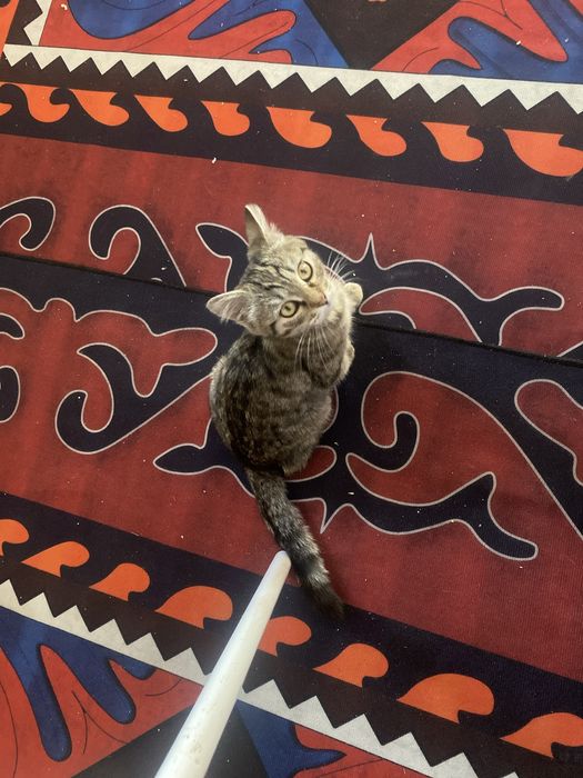 Кот мысық котенок