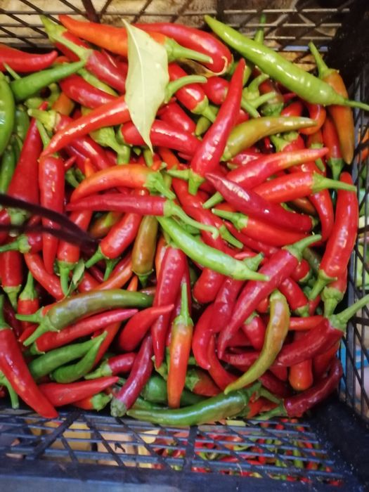 Продам горький  дачный  перец