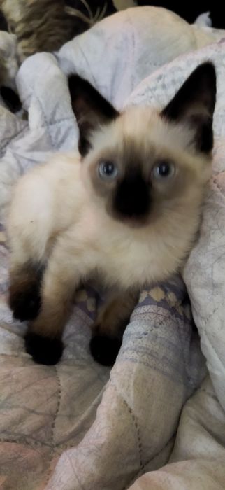 Котята сиамские, домашние