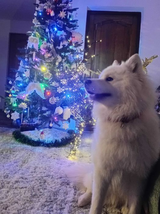 Mascul Samoyed Campion de România
