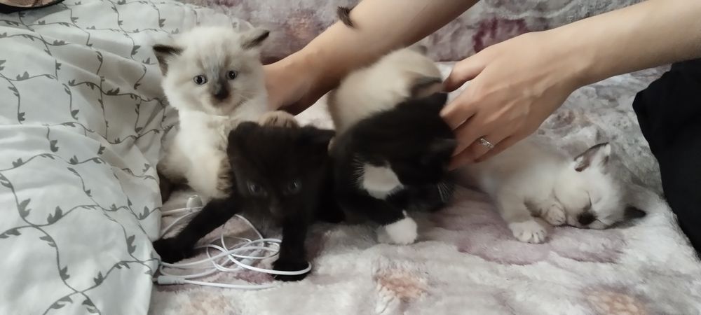 Одам котят бесплатно