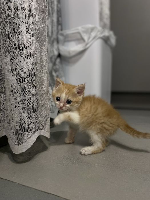 Отдам котенка в добрые руки