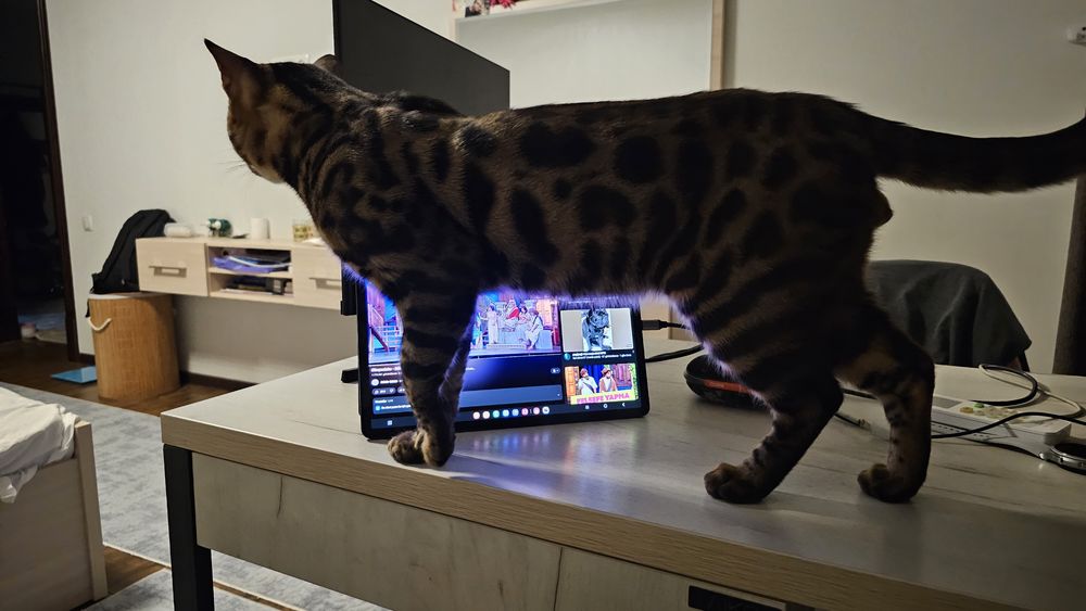 Бенгал Вяска чистокровный