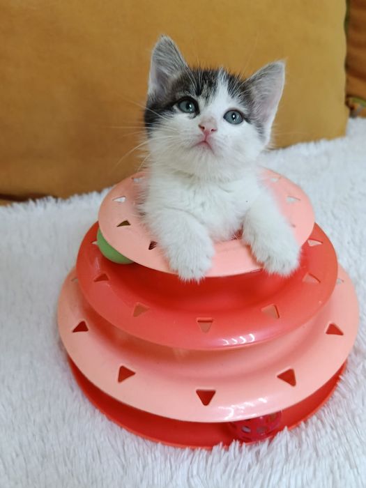 Котёнок кошечка в добрые ручки